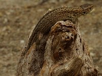 Lacerta agilis 32, Zandhagedis, female, Saxifraga-Kees Marijnissen