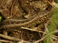 Lacerta agilis 33, Zandhagedis, female, Saxifraga-Kees Marijnissen