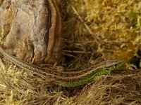 Lacerta agilis 34, Zandhagedis, male, Saxifraga-Kees Marijnissen