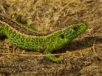 Lacerta agilis 35, Zandhagedis, male, Saxifraga-Kees Marijnissen