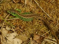 Lacerta agilis 36, Zandhagedis, male, Saxifraga-Kees Marijnissen