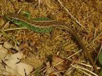 Lacerta agilis 37, Zandhagedis, male, Saxifraga-Kees Marijnissen