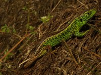 Lacerta agilis 38, Zandhagedis, male, Saxifraga-Kees Marijnissen