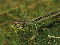 Lacerta agilis 4, Zandhagedis, male, Saxifraga-Kees Marijnissen