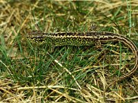 Lacerta agilis 40, Zandhagedis, male, Saxifraga-Kees Marijnissen