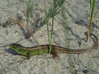 Lacerta agilis 43, Zandhagedis, Saxifraga-Edo van Uchelen