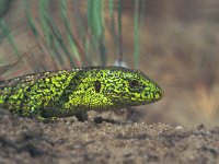 Lacerta agilis 44, Zandhagedis, Saxifraga-Edo van Uchelen