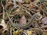 Lacerta agilis 49, Zandhagedis, Saxifraga-Hans Dekker