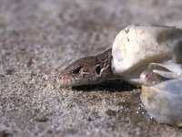 Lacerta agilis 5, Zandhagedis, juvenile leaving egg, Saxifraga-Edo van Uchelen