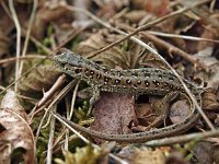 Lacerta agilis 50, Zandhagedis, Saxifraga-Hans Dekker