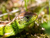 Lacerta agilis 59, Zandhagedis, Saxifraga-Jan Nijendijk