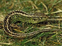 Lacerta agilis 6, Zandhagedis, male, Saxifraga-Kees Marijnissen