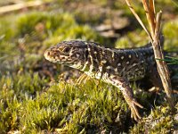 Sand lizard portrait  Sand lizard portrait : Lacerta agilis, agilis, animal, brown, camouflage, claw, close, close up, closeup, contact, crawl, creepy, dinosaur, dragon, eye, face, fauna, ground, habitat, hagedis, head, head-shot, hot, lacerta, lizard, look, morning, nature, one, outdoors, pattern, paw, pet, portrait, reptiel, reptile, reptilia, reptilian, resting, sand, single, skin, small, sunbath, terrestrial, texture, wild, wildlife, zandhagedis, zoo