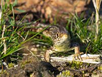 Sand lizard portrait wide  Sand lizard portrait wide : Lacerta agilis, Veluwe, agilis, animal, brown, camouflage, claw, close, close up, closeup, contact, crawl, creepy, dinosaur, dragon, eye, face, fauna, ground, habitat, hagedis, head, head-shot, hot, lacerta, lizard, look, morning, nature, one, outdoors, pattern, paw, pet, portrait, reptiel, reptile, reptilia, reptilian, resting, sand, single, skin, small, sunbath, terrestrial, texture, wild, wildlife, zandhagedis