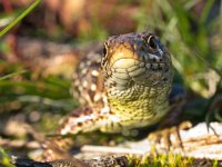 Sand lizard portrait frontal  Sand lizard portrait frontal : Lacerta agilis, Veluwe, agilis, animal, brown, camouflage, claw, close, close up, closeup, contact, crawl, creepy, dinosaur, dragon, eye, face, fauna, ground, habitat, hagedis, head, head-shot, hot, lacerta, lizard, look, morning, nature, one, outdoors, pattern, paw, pet, portrait, reptiel, reptile, reptilia, reptilian, resting, sand, single, skin, small, sunbath, terrestrial, texture, wild, wildlife, zandhagedis, zoo