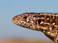 Sand lizard portrait side with blue sky  Sand lizard portrait side with blue sky : Lacerta agilis, Veluwe, agilis, animal, brown, camouflage, claw, close, close up, closeup, contact, crawl, creepy, dinosaur, dragon, eye, face, fauna, ground, habitat, hagedis, head, head-shot, hot, lacerta, lizard, look, morning, nature, one, outdoors, pattern, paw, pet, portrait, reptiel, reptile, reptilia, reptilian, resting, sand, single, skin, small, sunbath, terrestrial, texture, wild, wildlife, zandhagedis, zoo