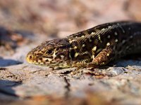 Sand lizard portrait side close up  Sand lizard portrait side close up : Lacerta agilis, agilis, animal, brown, camouflage, claw, close, close up, closeup, contact, crawl, creepy, dinosaur, dragon, eye, face, fauna, ground, habitat, hagedis, head, head-shot, hot, lacerta, lizard, look, morning, nature, one, outdoors, pattern, paw, pet, portrait, reptiel, reptile, reptilia, reptilian, resting, sand, single, skin, small, sunbath, terrestrial, texture, wild, wildlife, zandhagedis, zoo