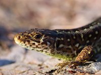 Sand lizard portrait side head up  Sand lizard portrait side head up : Lacerta agilis, agilis, animal, brown, camouflage, claw, close, close up, closeup, contact, crawl, creepy, dinosaur, dragon, eye, face, fauna, ground, habitat, hagedis, head, head-shot, hot, lacerta, lizard, look, morning, nature, one, outdoors, pattern, paw, pet, portrait, reptiel, reptile, reptilia, reptilian, resting, sand, single, skin, small, sunbath, terrestrial, texture, wild, wildlife, zandhagedis, zoo