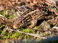 Sand lizard portrait side up  Sand lizard portrait side up : Lacerta agilis, agilis, animal, brown, camouflage, claw, close, close up, closeup, contact, crawl, creepy, dinosaur, dragon, eye, face, fauna, ground, habitat, hagedis, head, head-shot, hot, lacerta, lizard, look, morning, nature, one, outdoors, pattern, paw, pet, portrait, reptiel, reptile, reptilia, reptilian, resting, sand, single, skin, small, sunbath, terrestrial, texture, wild, wildlife, zandhagedis, zoo