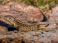 Sand lizard side view  Sand lizard side view : Lacerta agilis, agilis, animal, brown, camouflage, claw, close, close up, closeup, contact, crawl, creepy, dinosaur, dragon, eye, face, fauna, ground, habitat, hagedis, head, head-shot, hot, lacerta, lizard, look, morning, nature, one, outdoors, pattern, paw, pet, portrait, reptiel, reptile, reptilia, reptilian, resting, sand, single, skin, small, sunbath, terrestrial, texture, wild, wildlife, zandhagedis, zoo