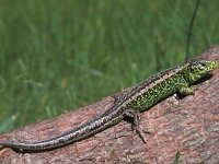 Lacerta agilis 7, Zandhagedis, male, Saxifraga-Edo van Uchelen