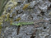 Lacerta agilis 71, Zandhagedis, Saxifraga-Mark Zekhuis