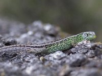 Lacerta agilis 72, Zandhagedis, Saxifraga-Mark Zekhuis