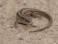 Lacerta agilis 74, Zandhagedis, Saxifraga-Bas Klaver