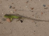 Lacerta agilis 75, Zandhagedis, Saxifraga-Bas Klaver