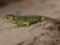 Lacerta agilis 76, Zandhagedis, Saxifraga-Bas Klaver