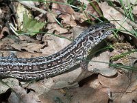 Lacerta agilis 01, Zandhagedis, AHB  Lacerta agilis, Zandhagedis Springendal op 12 mei 2018 Validatie Ze https://waarneming.nl/waarneming/view/156501206