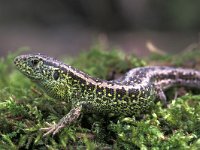 Lacerta agilis 8, Zandhagedis, male, Saxifraga-Edo van Uchelen