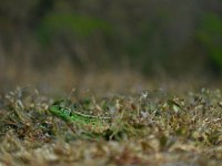 Lacerta agilis 81, Zandhagedis, Saxifraga-Ed Stikvoort