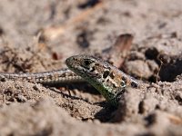 Lacerta agilis 83, Zandhagedis, Saxifraga-Hans Dekker