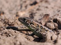 Lacerta agilis 84, Zandhagedis, Saxifraga-Hans Dekker