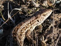 Lacerta agilis 85, Zandhagedis, Saxifraga-Hans Dekker