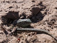 Lacerta agilis 87, Zandhagedis, Saxifraga-Hans Dekker