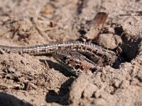 Lacerta agilis 88, Zandhagedis, Saxifraga-Hans Dekker