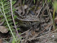 Lacerta agilis 89, Zandhagedis, Saxifraga-Luuk Vermeer