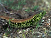 Lacerta agilis 9, Zandhagedis, Saxifraga-Edo van Uchelen