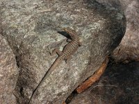 Lacerta bedriagae, Bedriaga s Rock Lizard