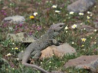 Lacerta lepida 1, Parelhagedis, Saxifraga-Arie de Knijff