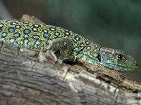 Lacerta lepida 12, Parelhagedis, juvenile, Saxifraga-Edo van Uchelen