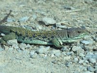 Lacerta lepida 13, Parelhagedis, male, Saxifraga-Edo van Uchelen