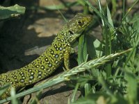 Lacerta lepida 14, Parelhagedis, juvenile, Saxifraga-Jan van der Straaten