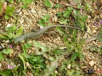 Lacerta lepida 16, Parelhagedis, Saxifraga-Rudmer Zwerver