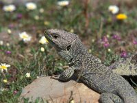 Lacerta lepida 2, Parelhagedis, Saxifraga-Arie de Knijff