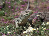 Lacerta lepida 3, Parelhagedis, Saxifraga-Arie de Knijff