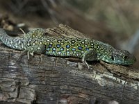 Lacerta lepida 4, Parelhagedis, Saxifraga-Edo van Uchelen