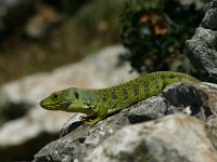 Lacerta lepida 6, Parelhagedis, Saxifraga-Dirk Hilbers